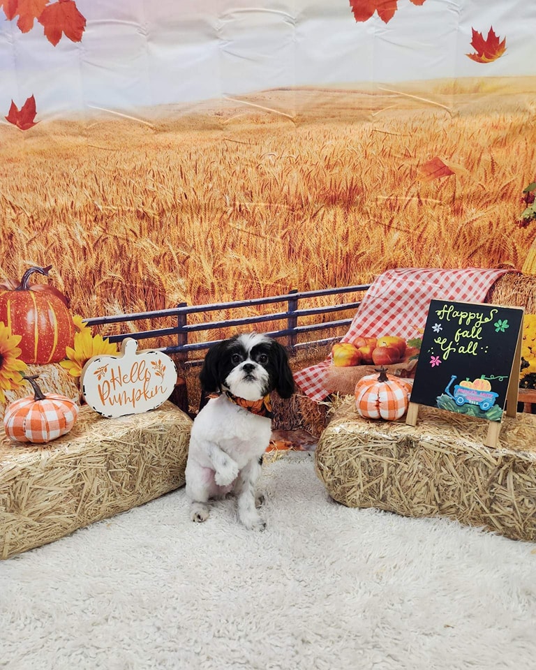 Molly's Mutt House Dog Grooming Dog Sitting in front of Fall Background after being groomed