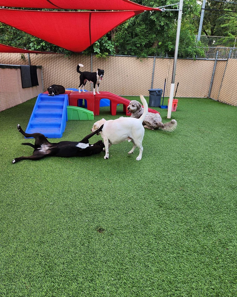 Molly's Mutt House Dogs playing outside at dog daycare
