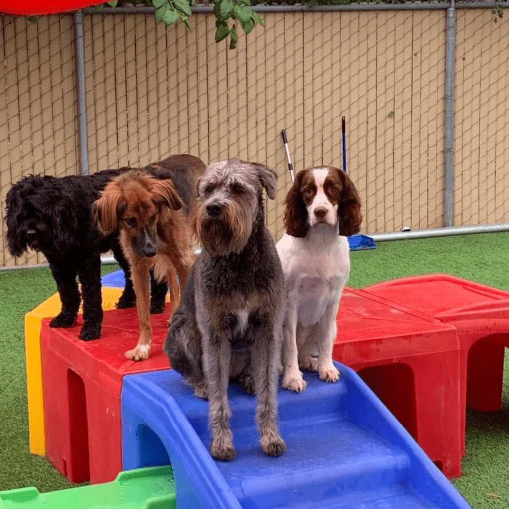 Doggie Daycare Molly's Mutt House
