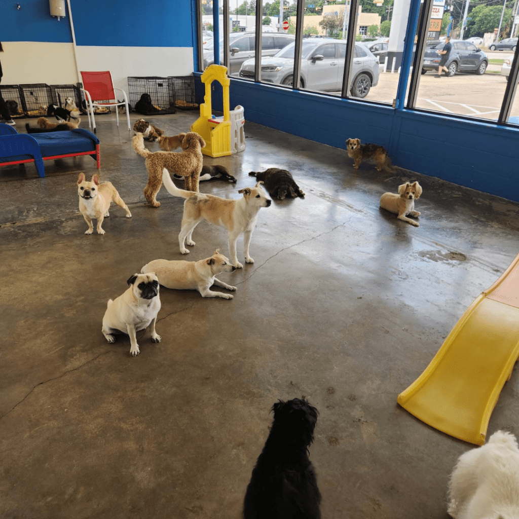 Doggy Daycare Mollys Mutt House
