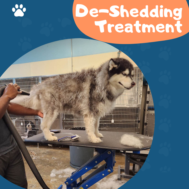 Dog grooming best sale deshedding treatment